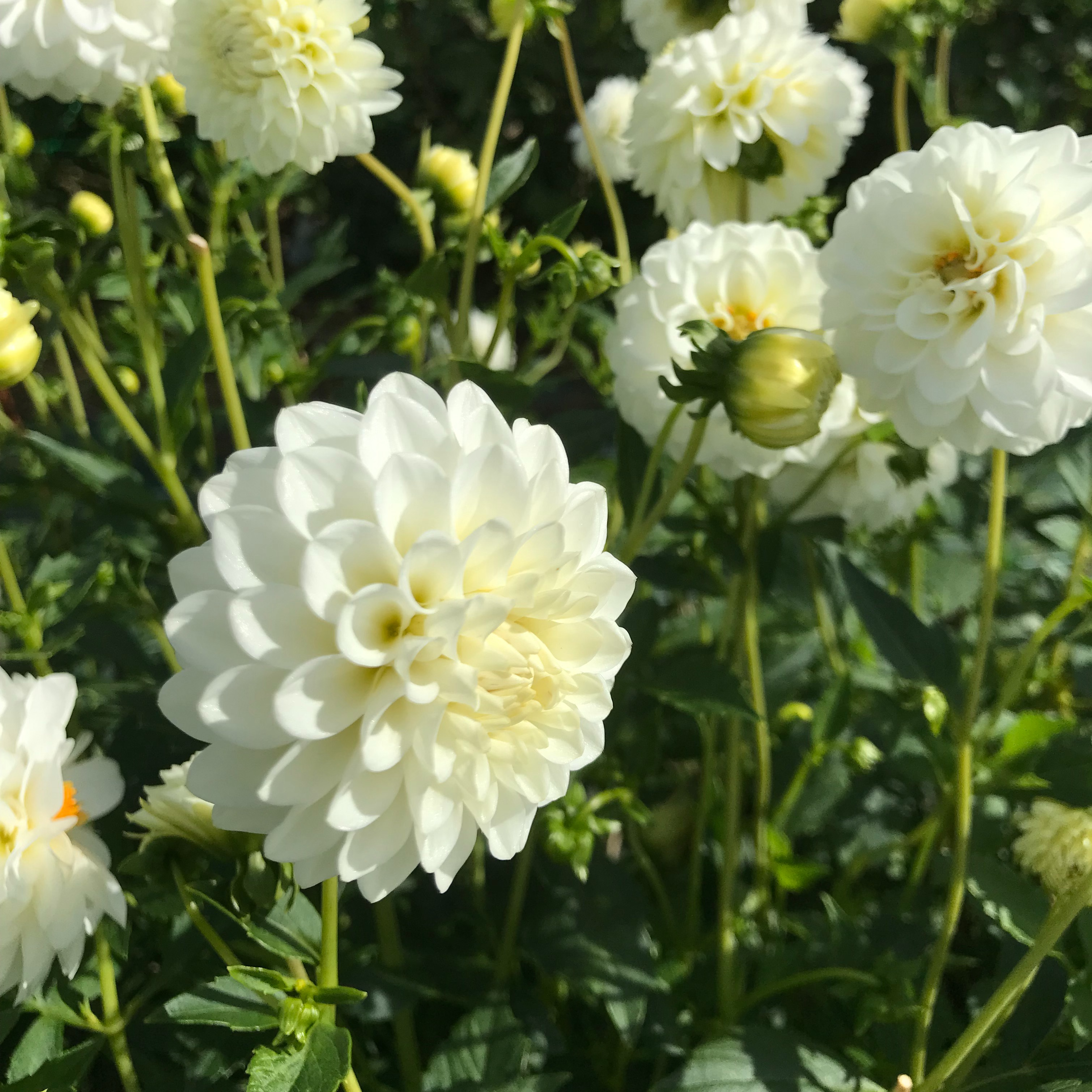 White Aster - 230g