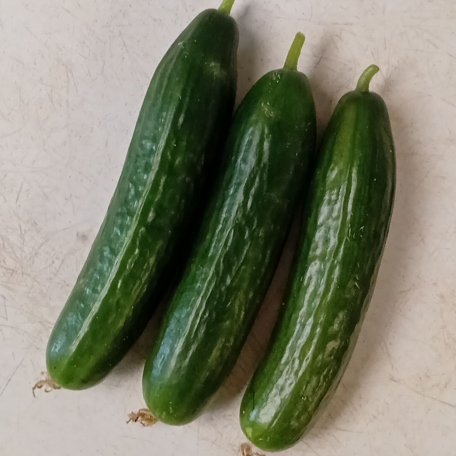 Concombre lisse pièce