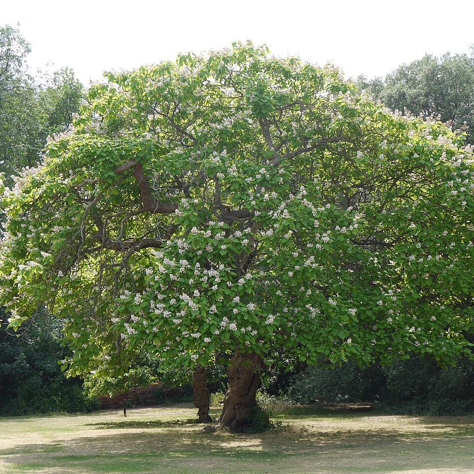 Catalpa commun - Catalpa bignonioides