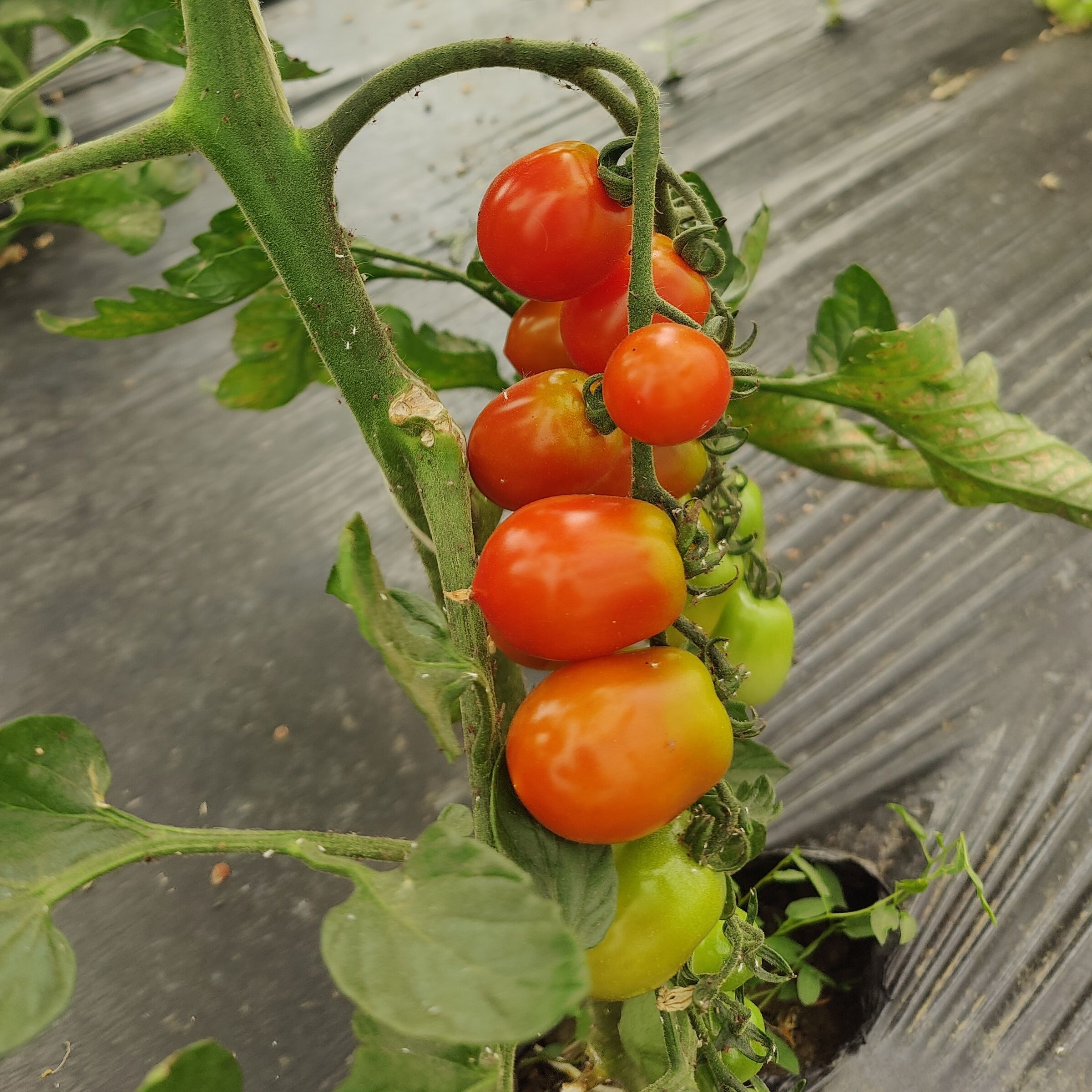 Tomates cerises