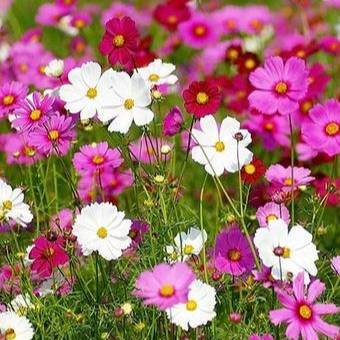 Cosmos sensation en mélange en godet 8 cm