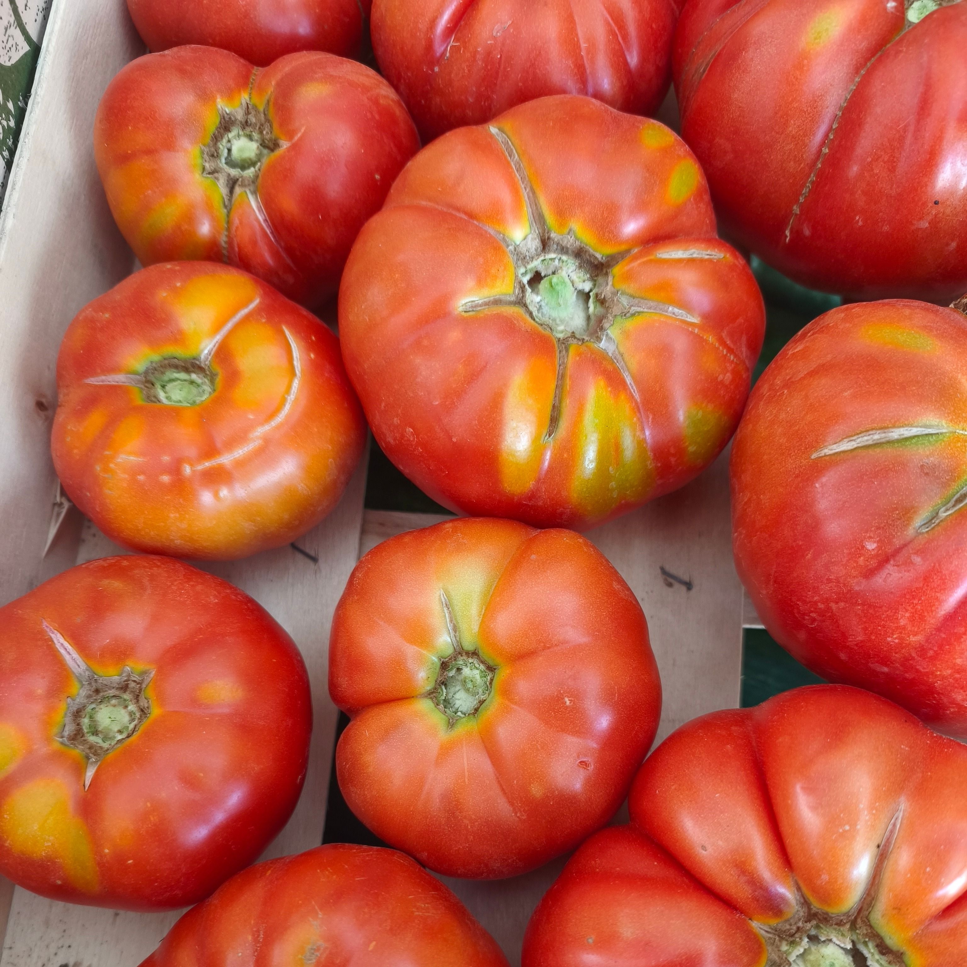 Tomates Marmande