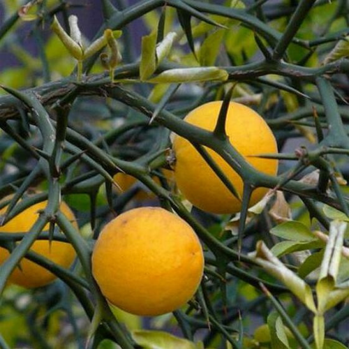 CITRONNIER ÉPINEUX Bio