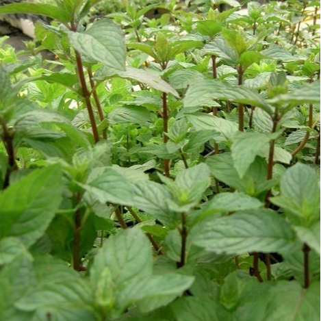 Menthe poivrée en godet 8 cm