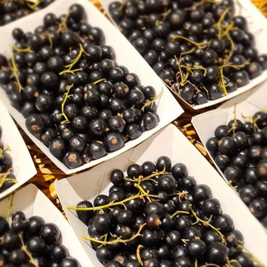 Cassis - 100g