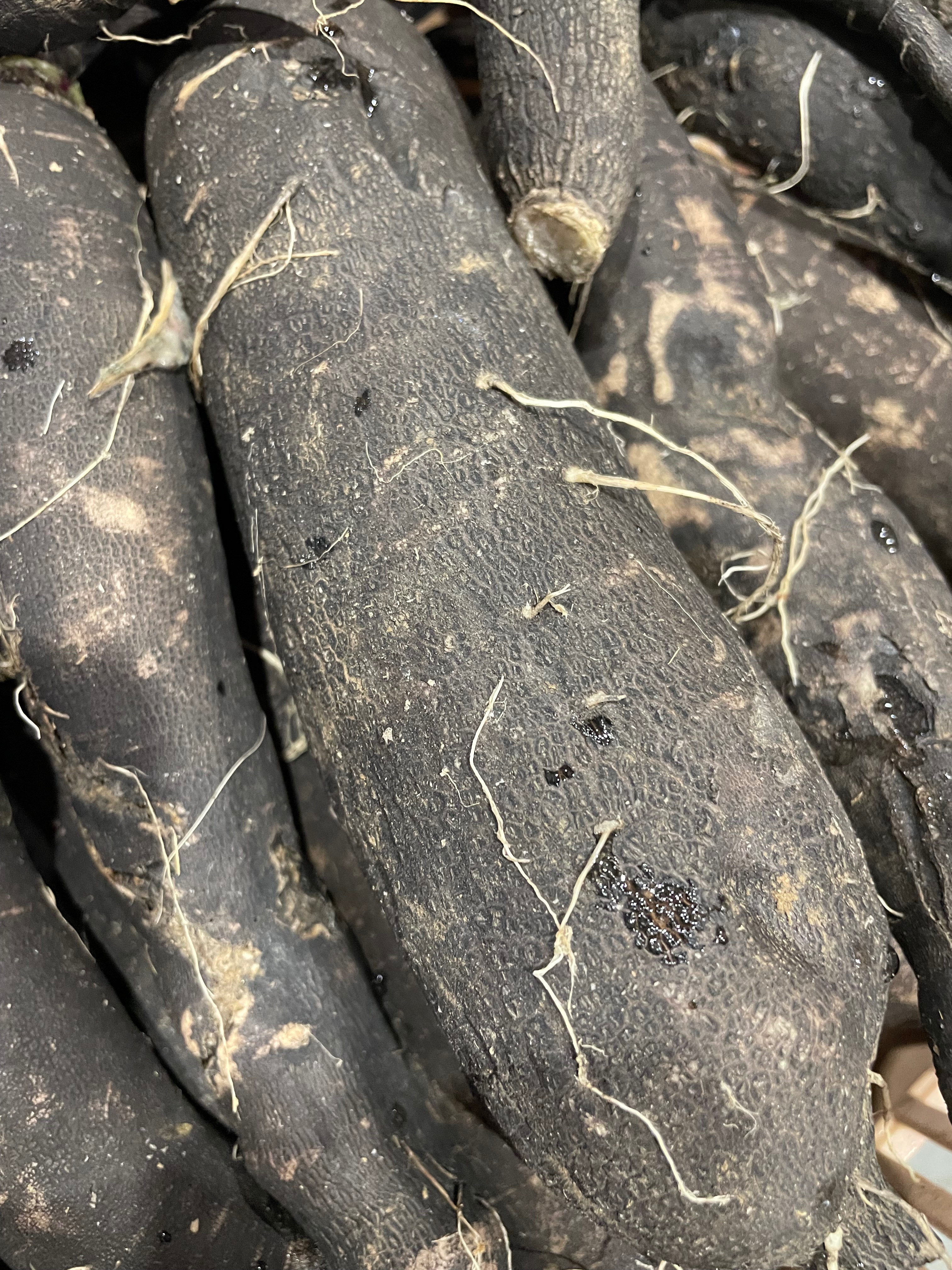 Radis noir - 500g