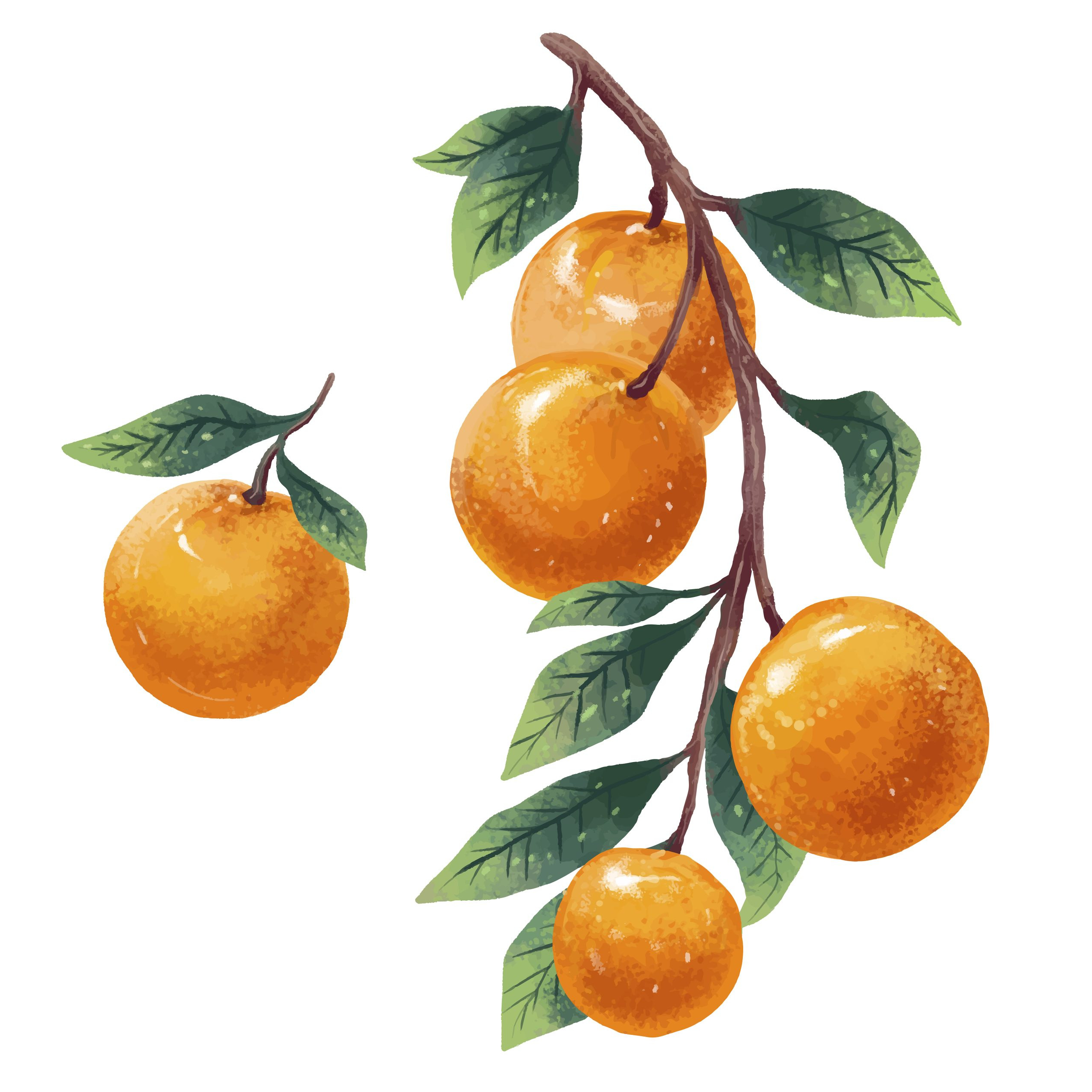 Mandarinier Clemendor - 3l