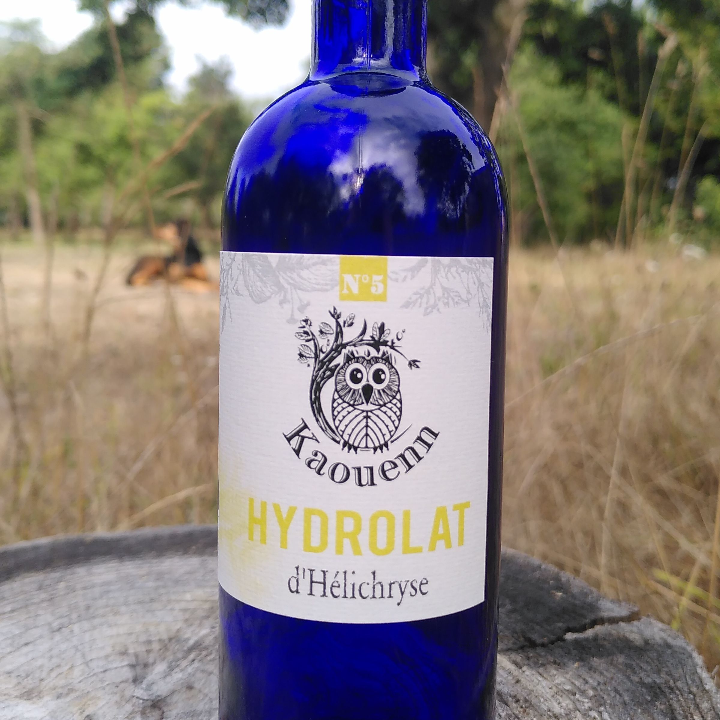 Hydrolat d'Hélichryse italienne (Immortelle) - 200ml