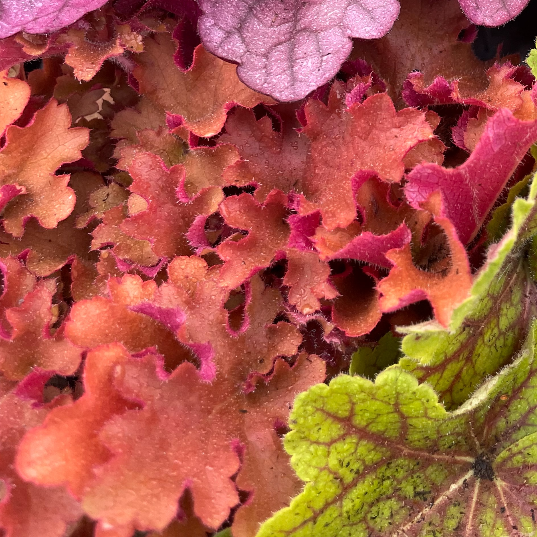 Heuchera 'Orangeberry Ruffle'