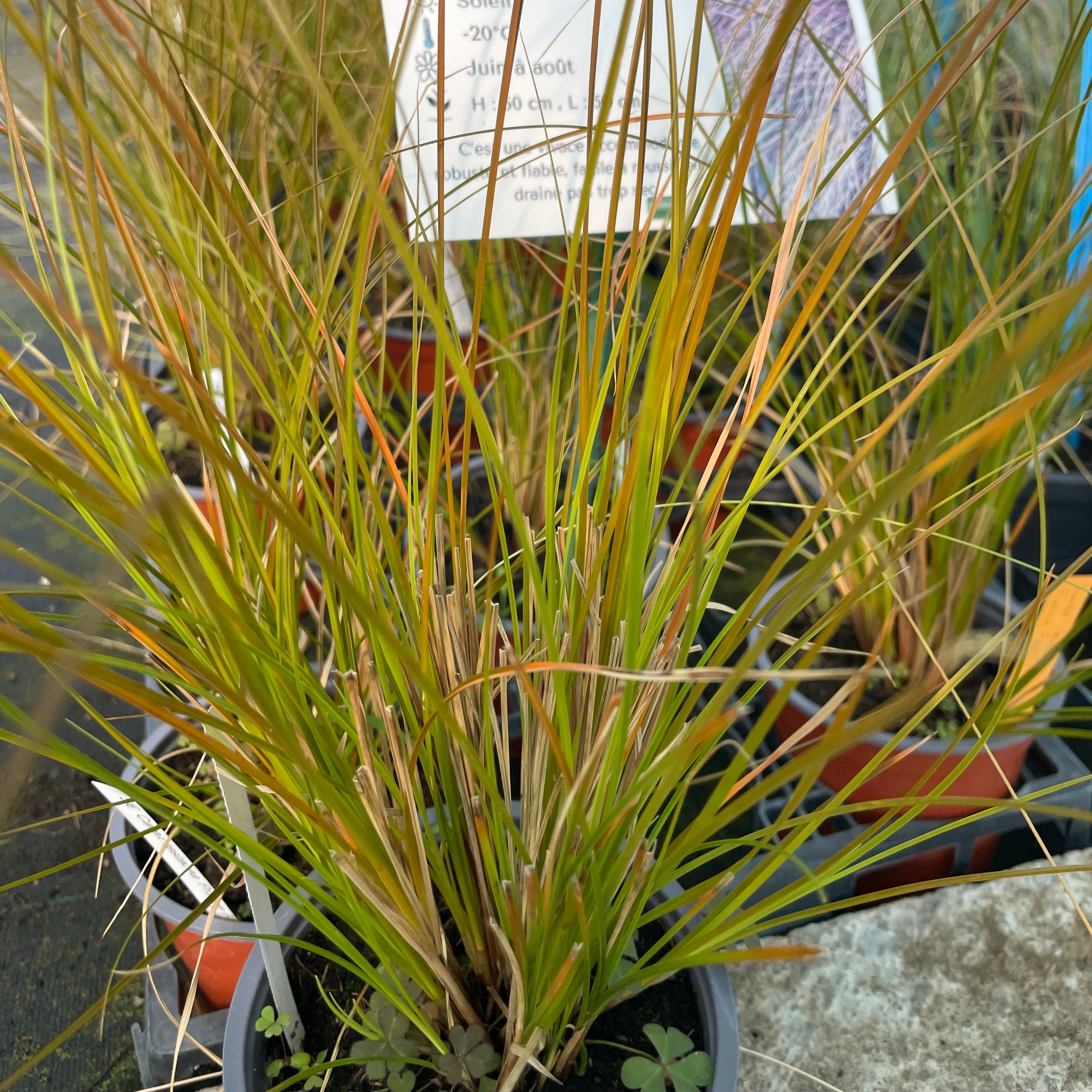Carex testacea 'Prairie Fire'