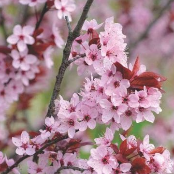 Fleurs de prunier rose ( barquette de 12x12cm)