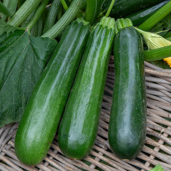 Courgette - 1kg