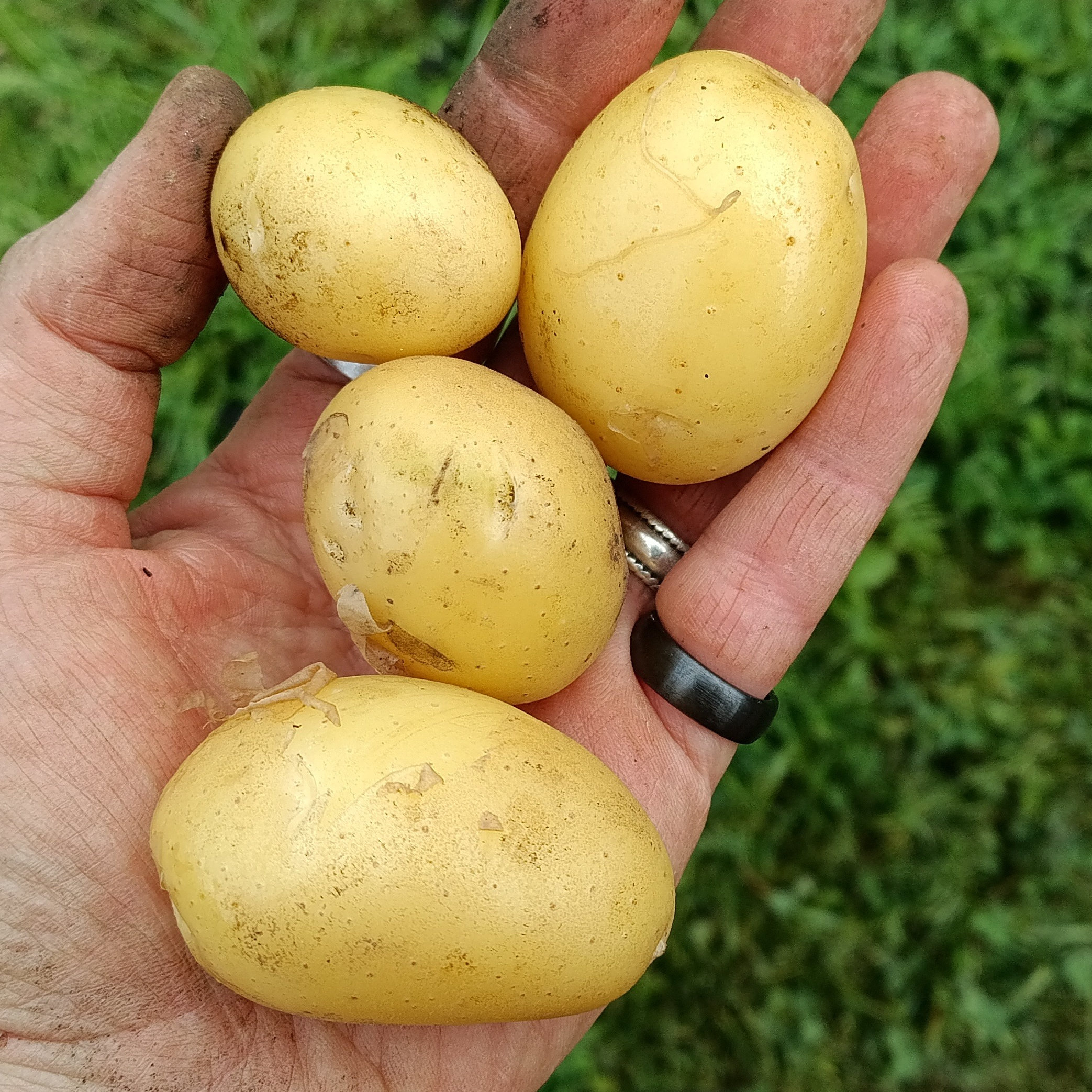 Pommes de terre nouvelles - sachet - 500g