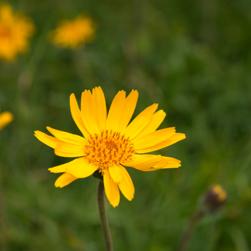 ARNICA DES MONTAGNES Bio