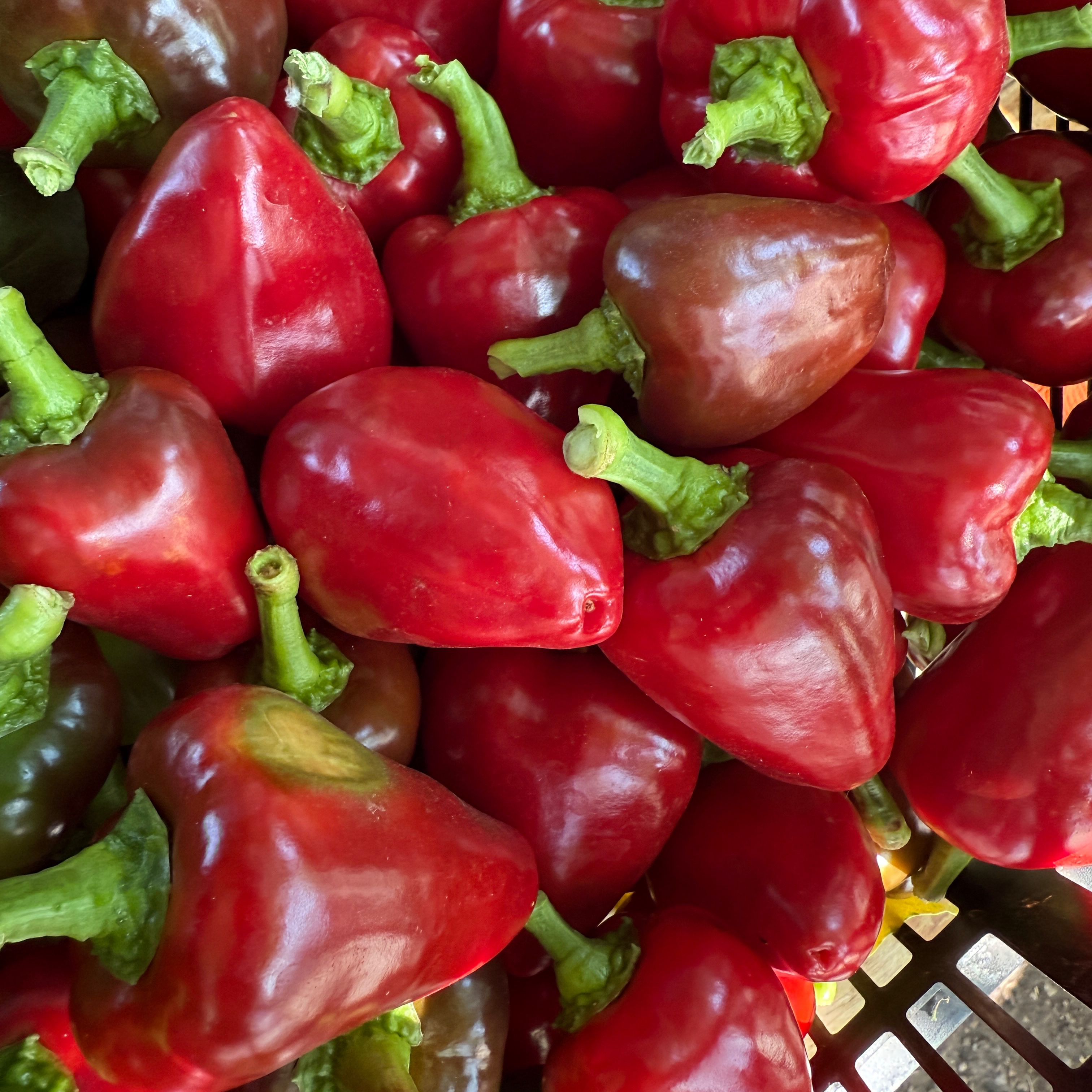 Poivron mini rouge - 500g
