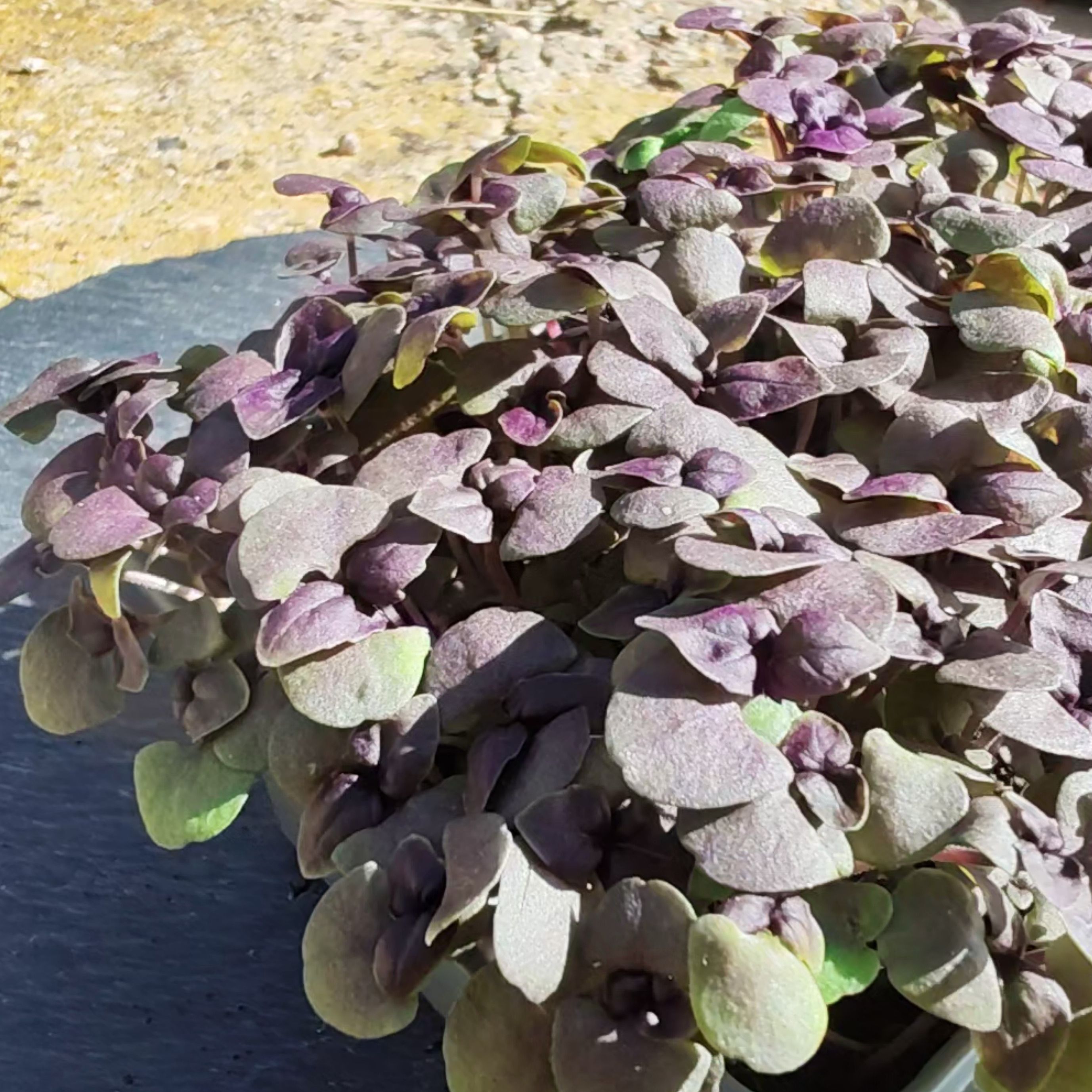 Basilic pourpre Micro-pousses