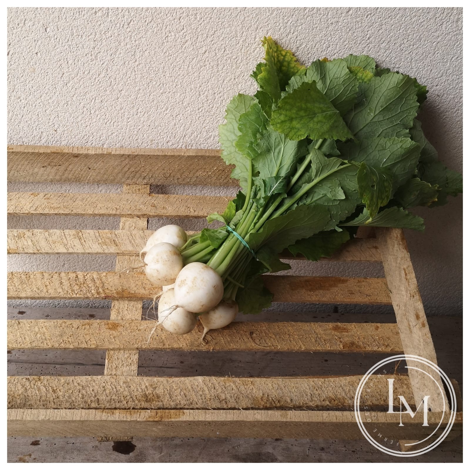 Navets Tokyo (botte)