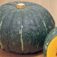 Potiron 'Vert Kabocha' - godet 8 cm