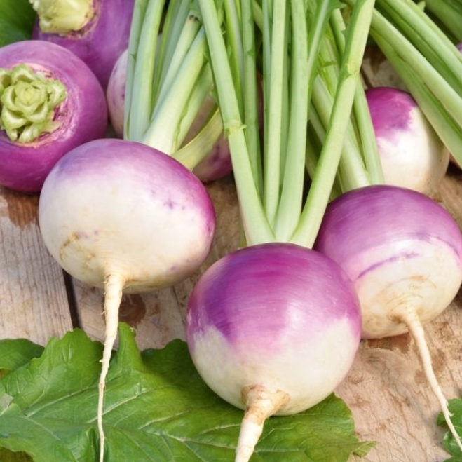 Navet violet - conversion bio- ferme de Larrue