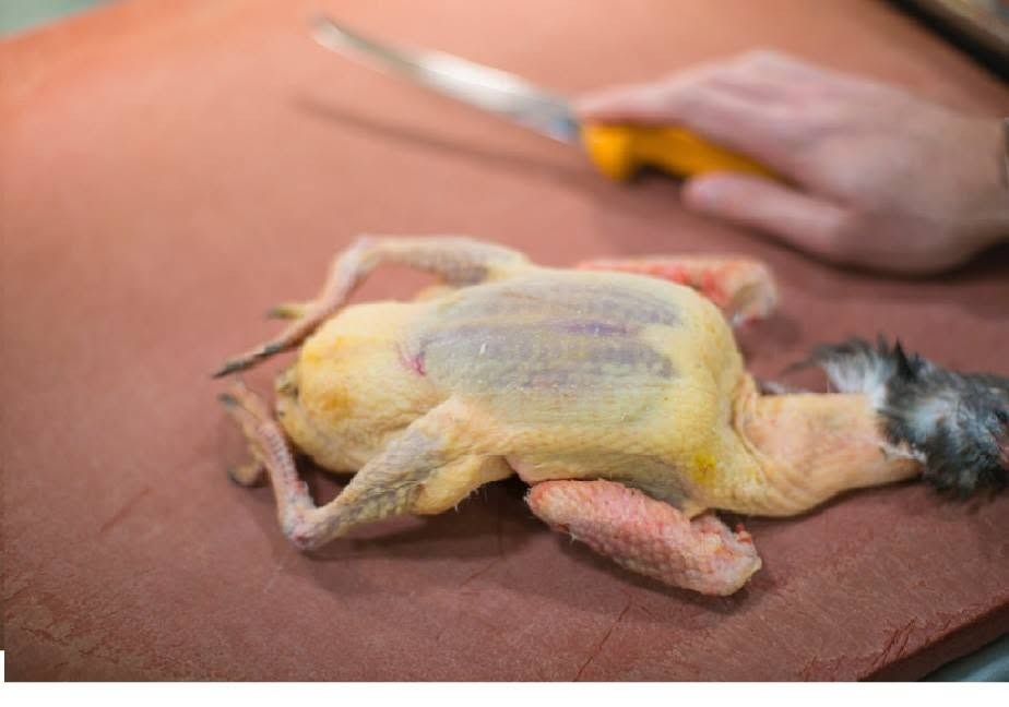 1/PIGEAONNEAU TRADITIONNEL PLEIN AU SANG - 0,42kg