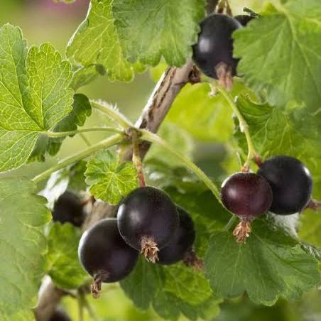 Caseille - Ribes nidigrolaria "Josta"