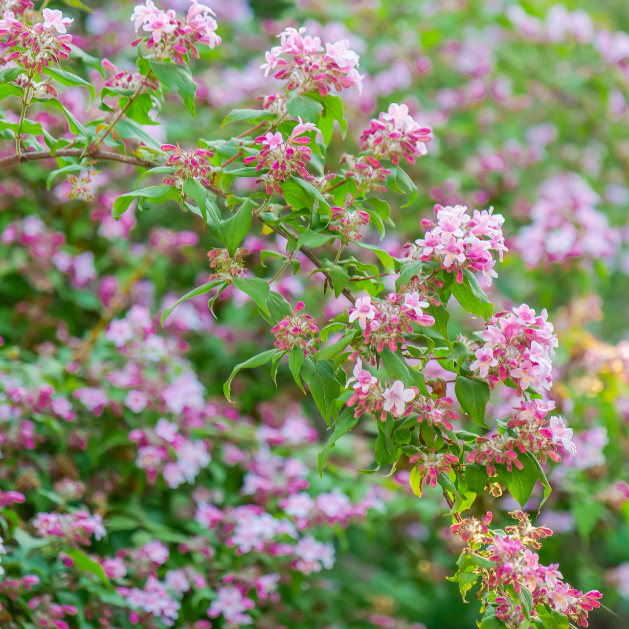 Kolkwitzia amabilis Pink cloud - 3l