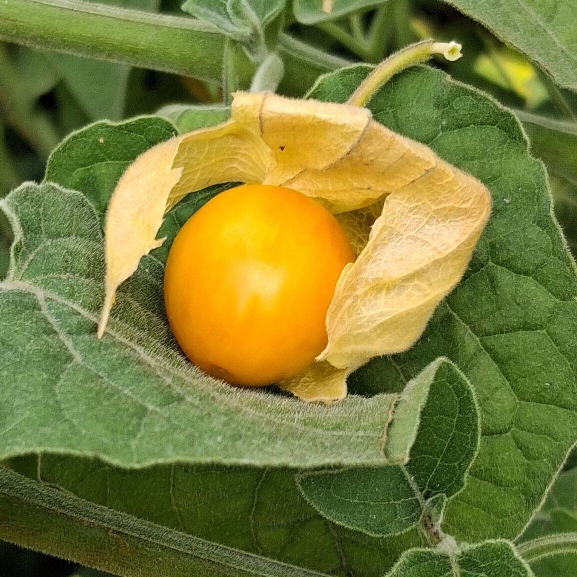 Physalis - 100g
