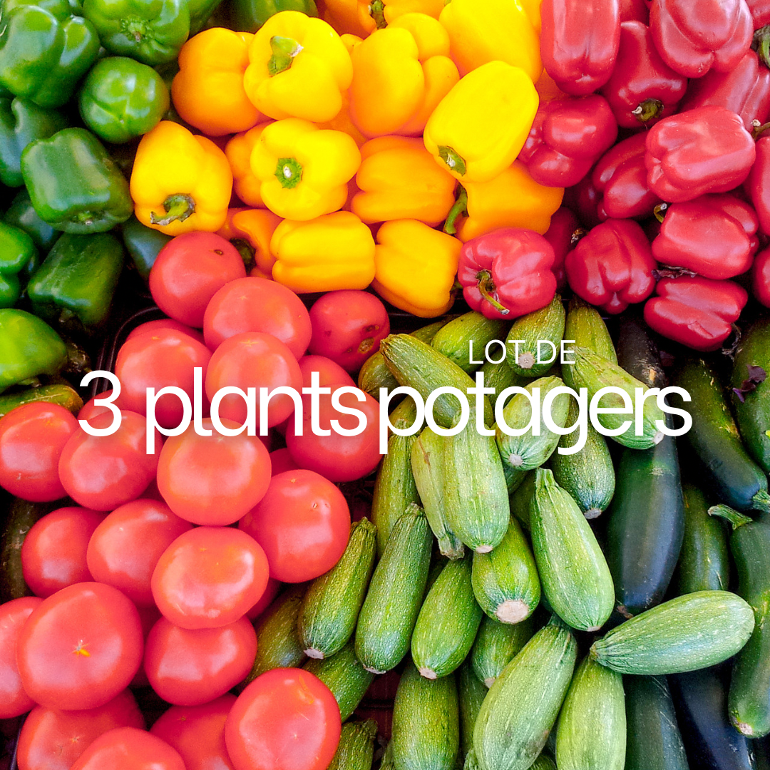 LOT DE 3 PLANTS POTAGERS