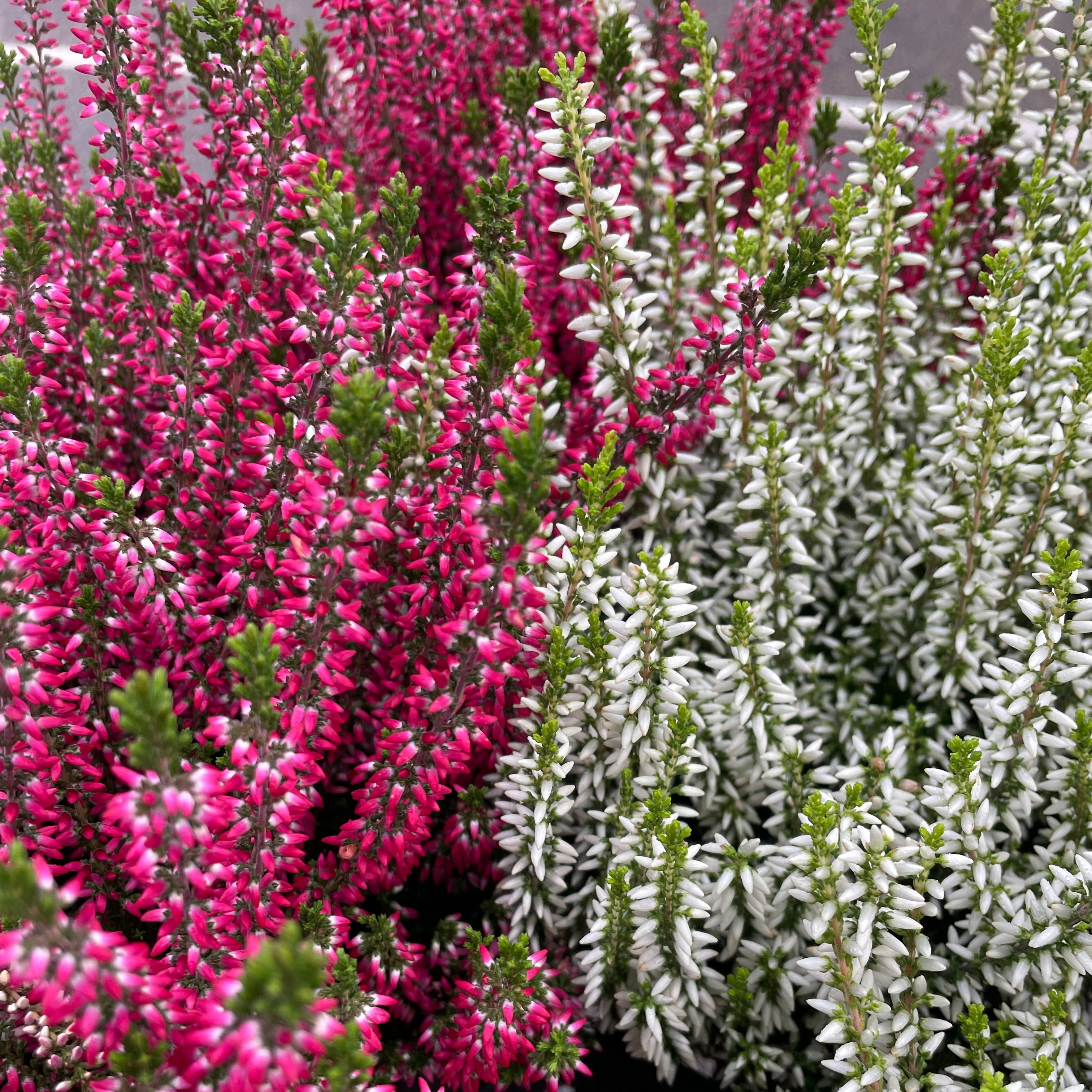 Bruyère - Calluna vulgaris