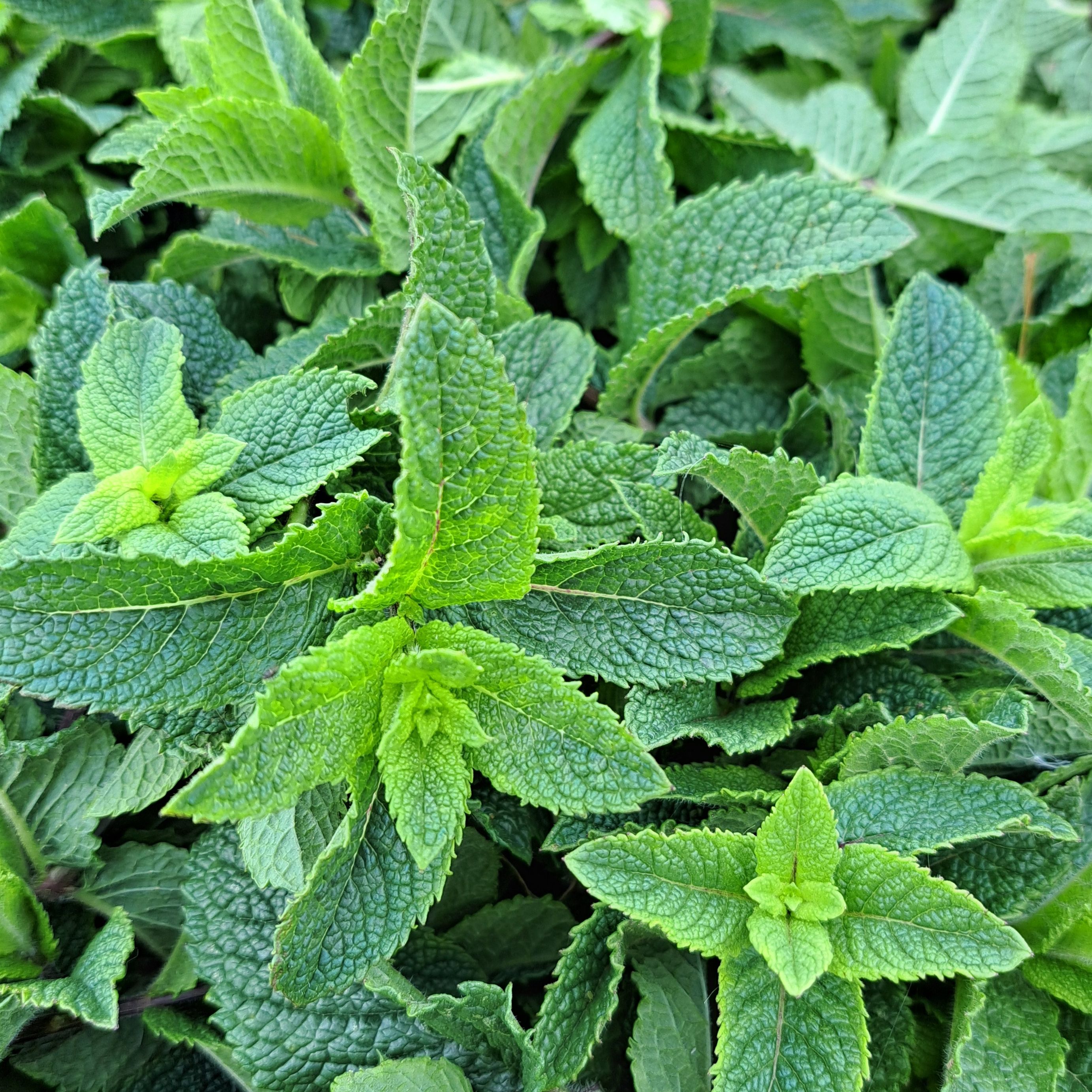 Bouquet de menthe fraiche (variétés au choix)