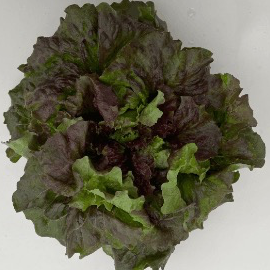 Salade batavia rouge