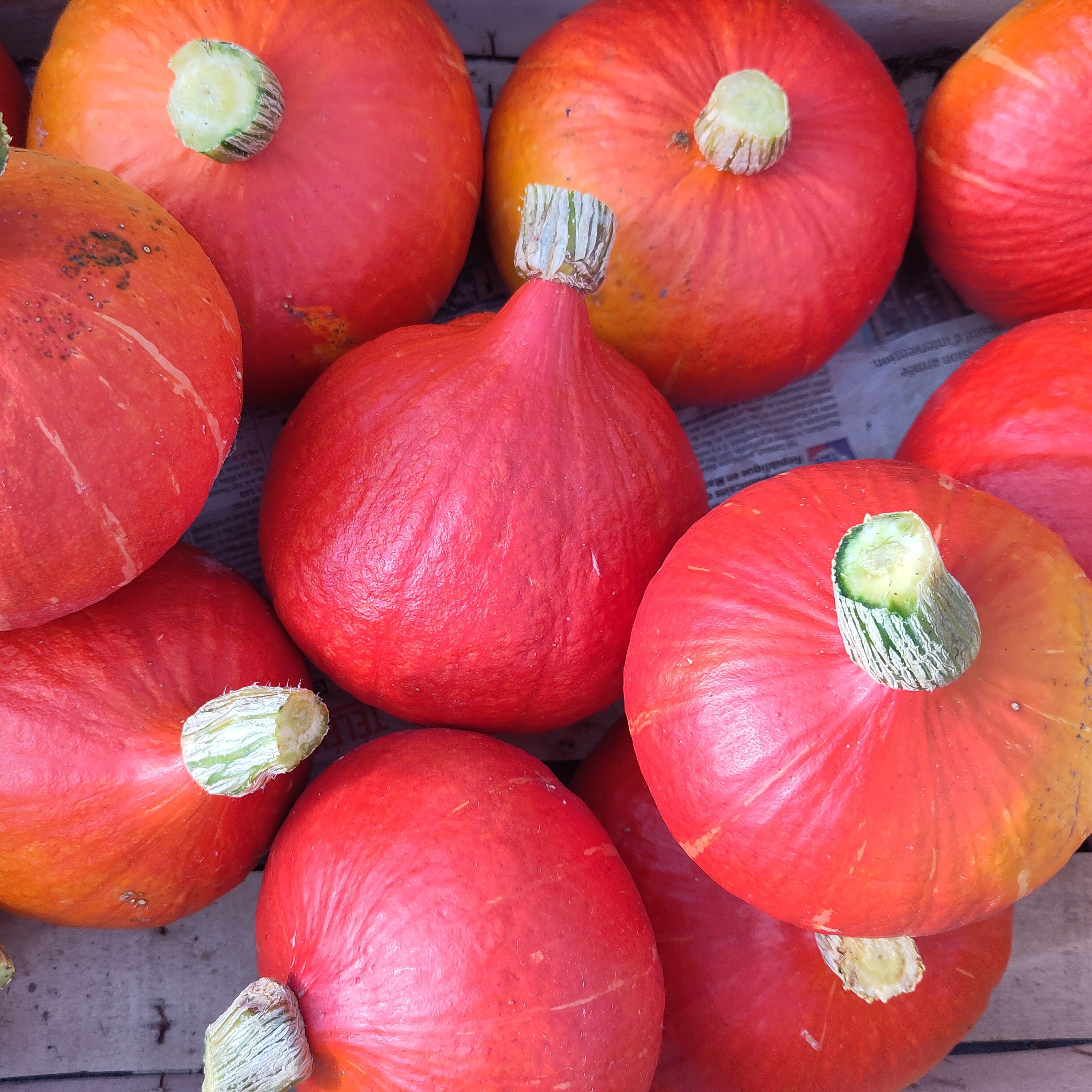 Courge Potimarron - 1,2kg