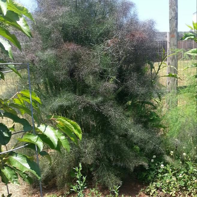 Plant Fenouil Bronze "Foeniculum vulgare" bio