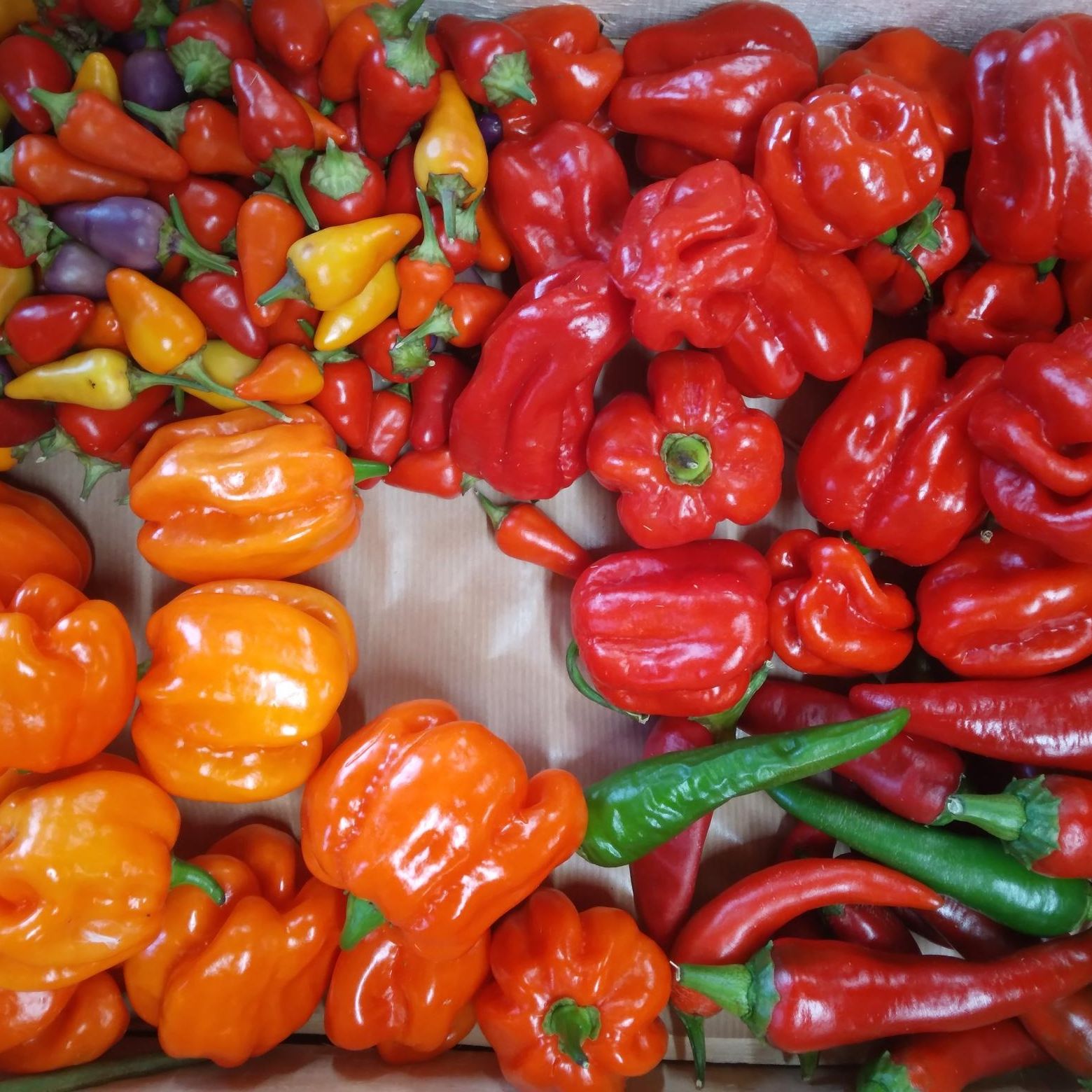 Piment fort en mélange