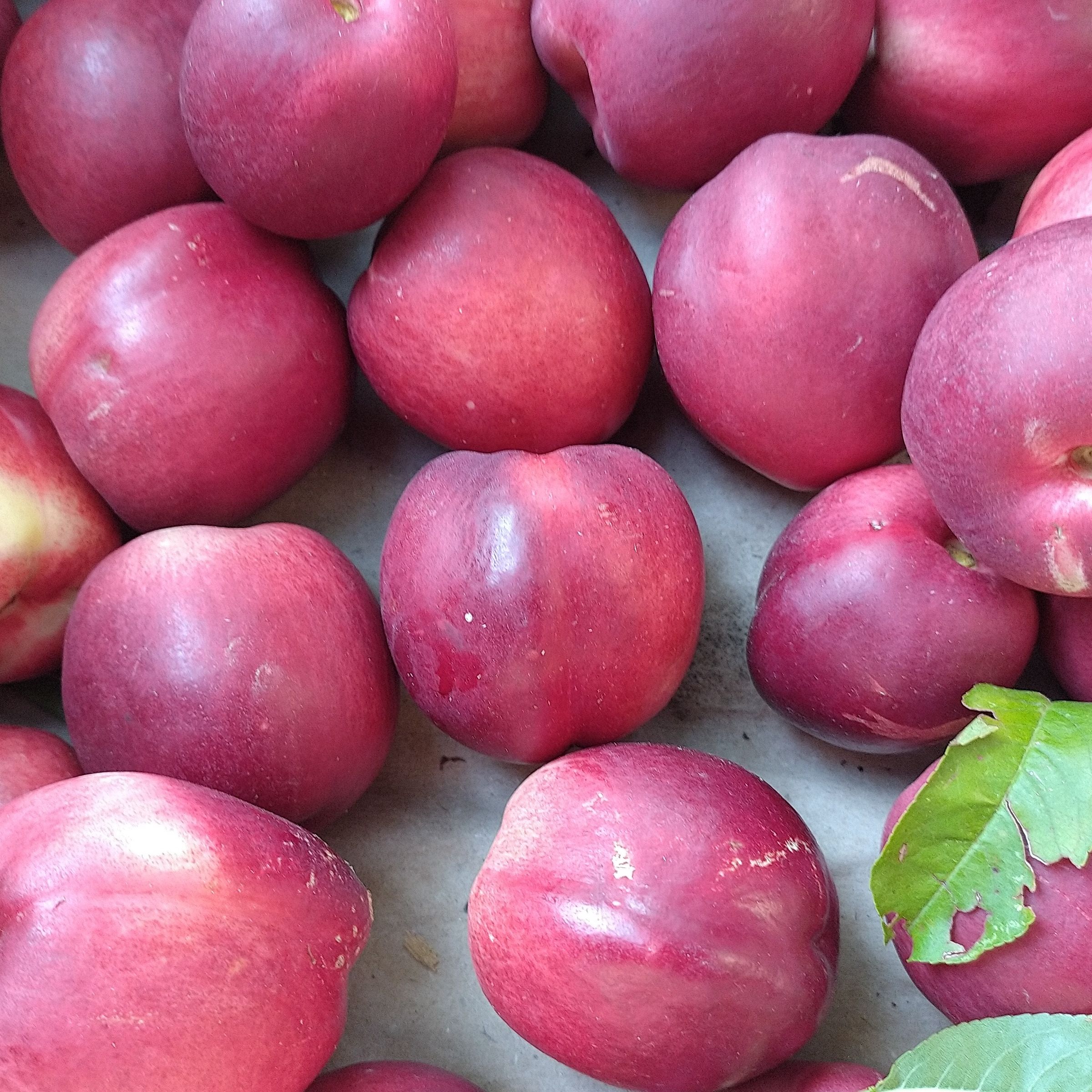 Nectarines ( autre producteur,Château Binest)