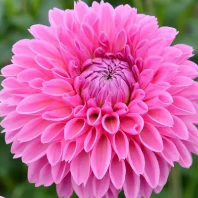 Dahlia mix Rose vif à violet