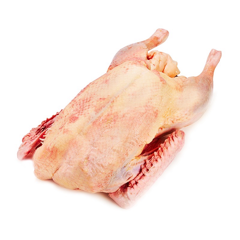 Oie de la ferme
