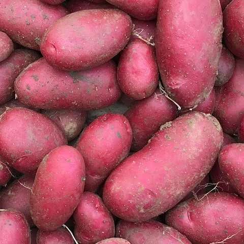 Pomme De Terre Cheyenne - 1kg