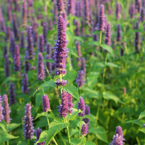 AGASTACHE MENTHE Bio