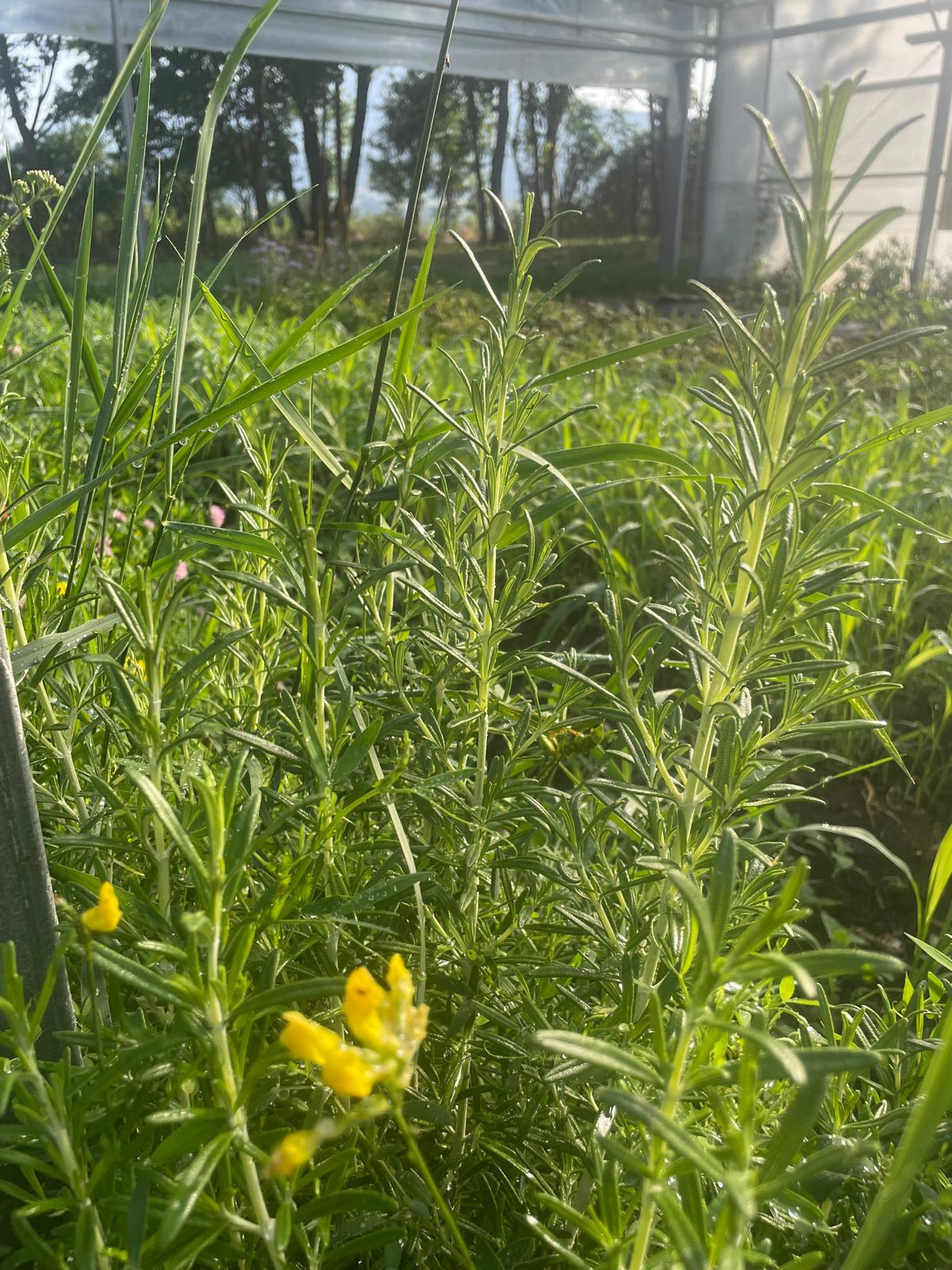 1 Bouquet de romarin