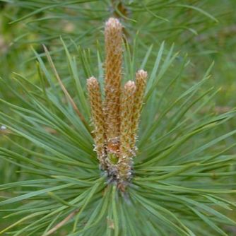 Extrait de bourgeons de Pin sylvestre - 50ml