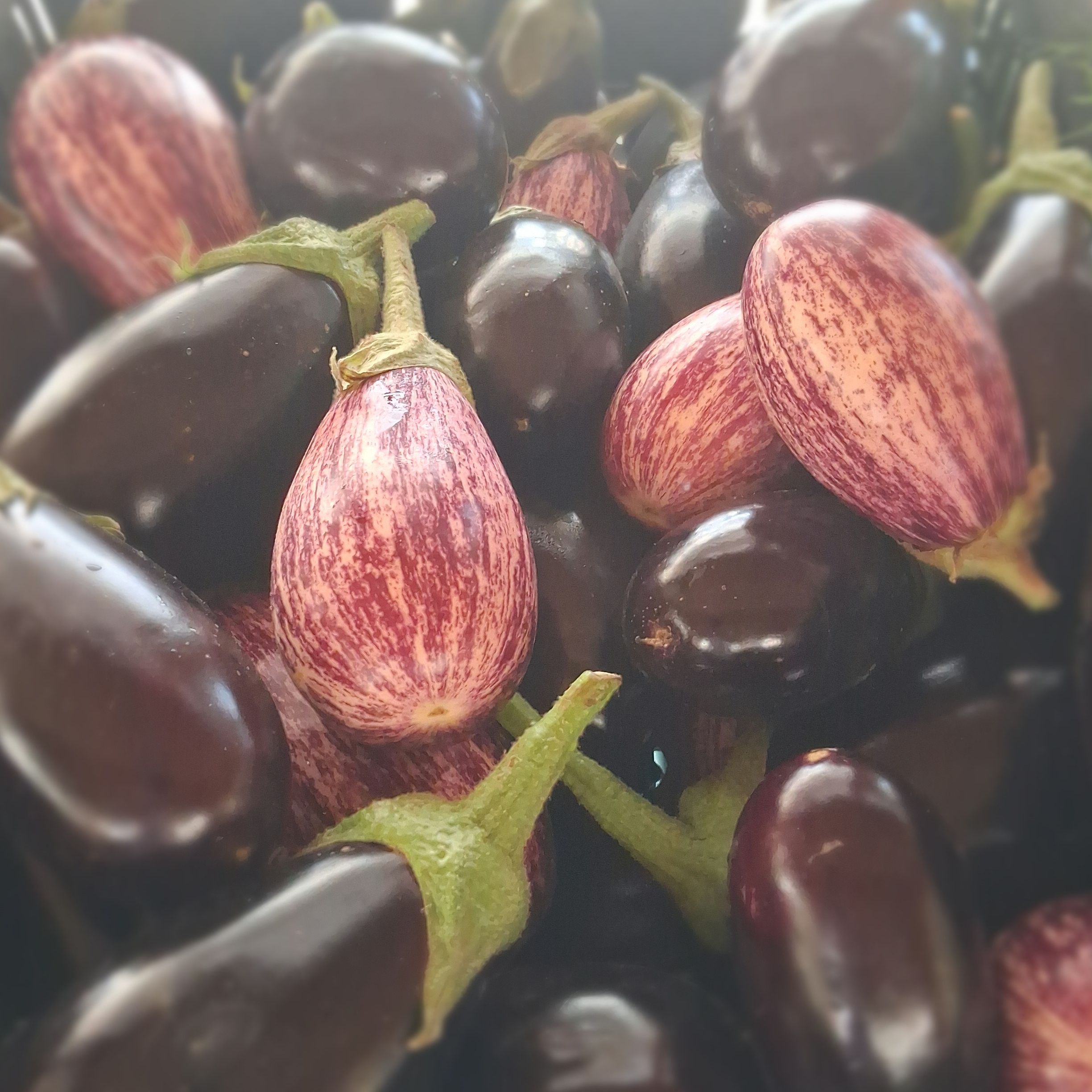 Aubergine