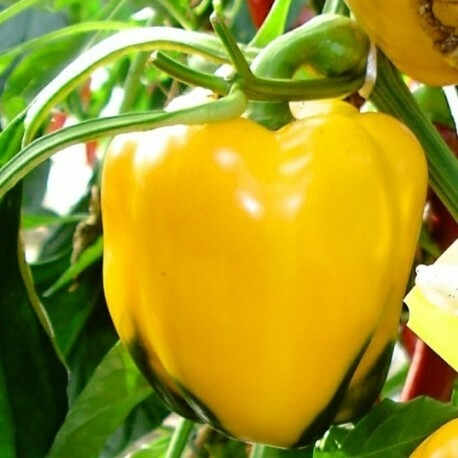 Poivron jaune doux - 1 plant