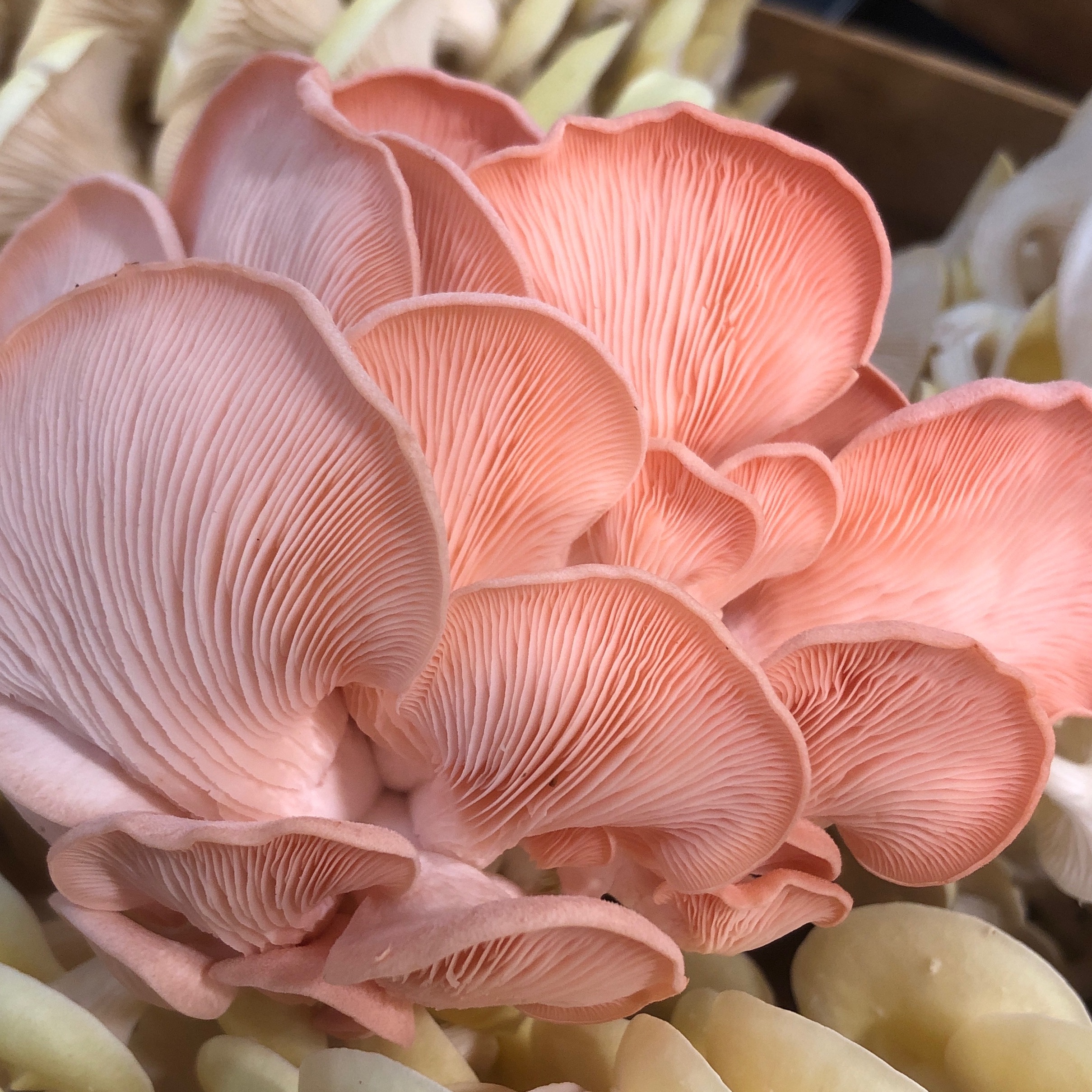 Pleurotes roses - 1000g