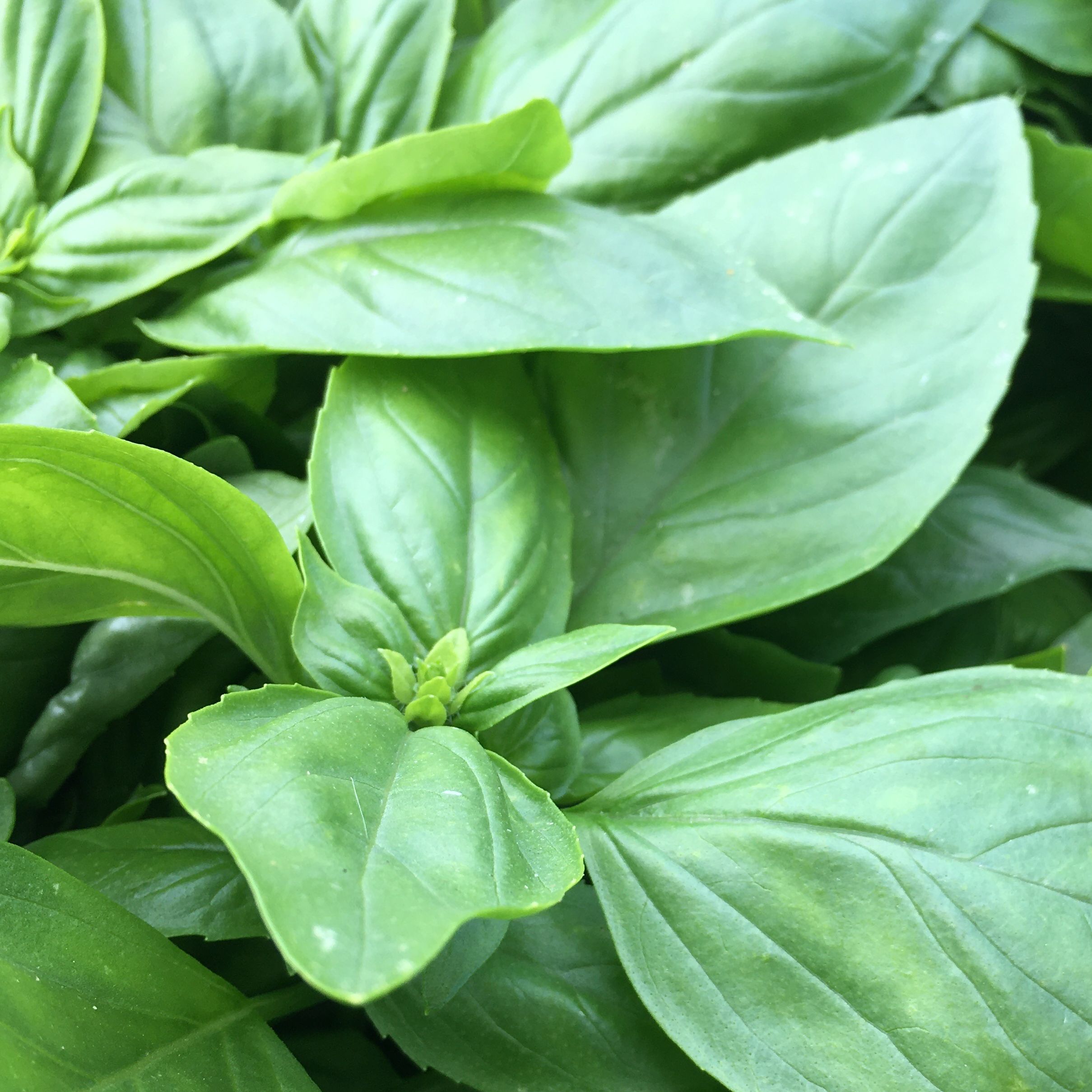 Aromatiques - Basilic Grand Vert BIO