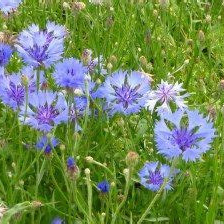 BLEUET DES CHAMPS à fleurs blanches ou bleues