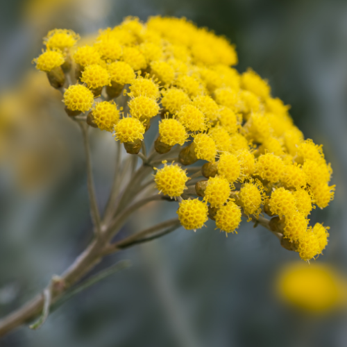 HÉLICHRYSE - HERBE À CURRY Bio