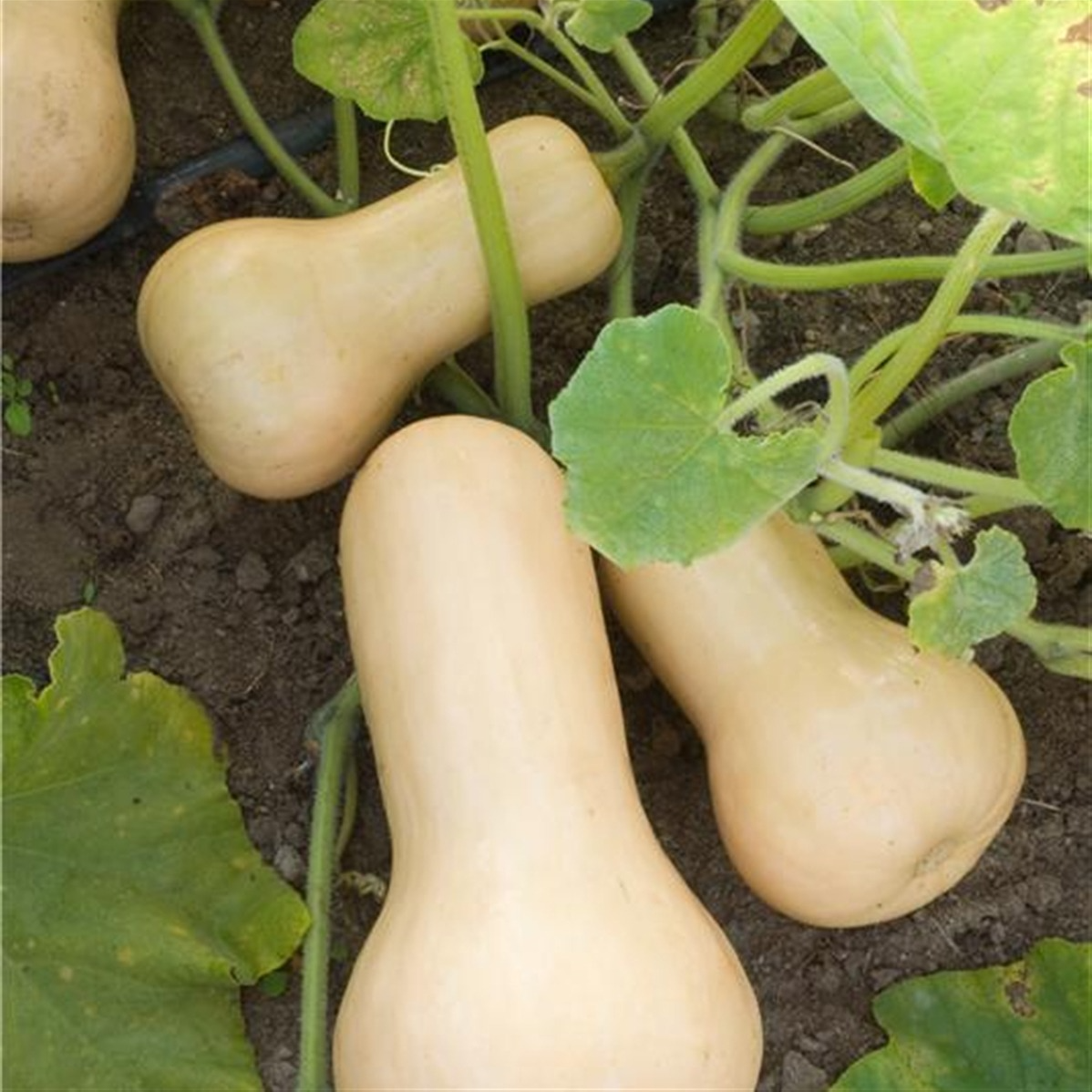 Courge musquée Butternut en godet 8 cm