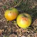 Reinette Clochard – Franc