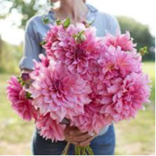 Tubercule - Dahlia Otto's Thrill